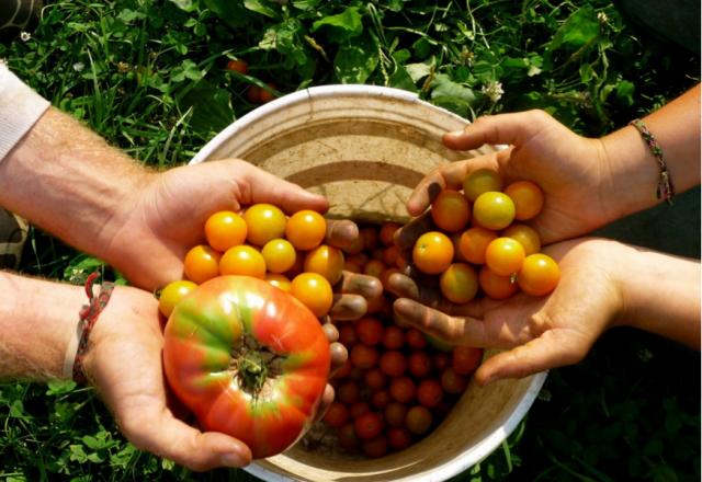Từ vựng tiếng Hàn về nông nghiệp