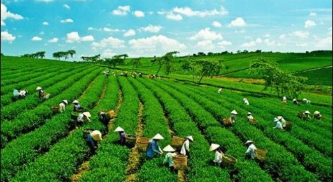 Chủ đề nông nghiệp trong tiếng hàn
