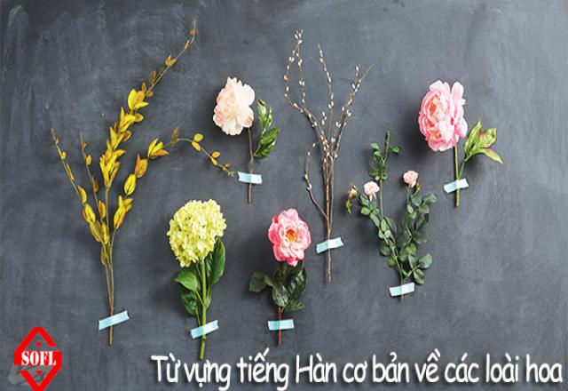 Từ vựng tiếng Hàn bằng hình ảnh thú vị về các loài hoa