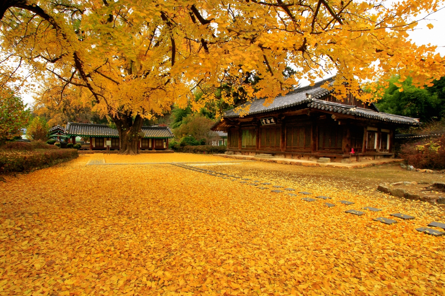 Quang cảnh mùa thu rất đẹp tại Hàn Quốc